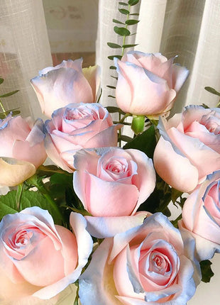 Rare Bag Blue Pink Rose Seeds Scented  Plants  Flowers