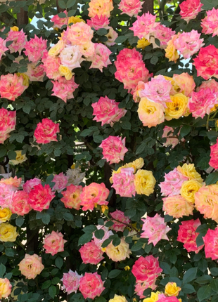Climbing Rainbow Rose Seeds