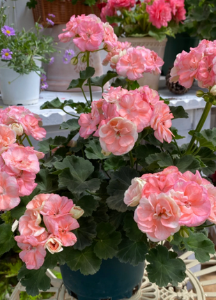 🌸Geranium - Happiness Is Around You