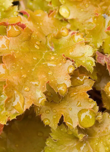 Amber Waves Coral Bells Seeds