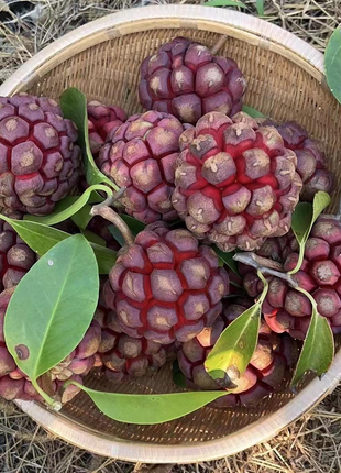 Black Tiger Seeds | Devil Fruit