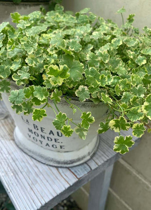Coriander leaf 'Crystal Candy'