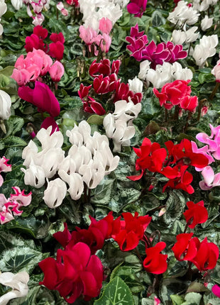 Cyclamen Flower Seeds