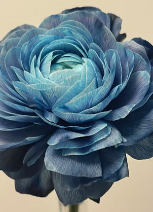 Midnight Blue Scottish Green Peony Seeds