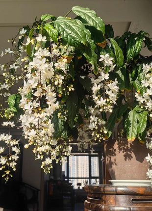 100PCS Jasmine Vine Seeds – Elegant Weeping Flowers for Hanging Baskets, Pergolas, and Garden Decor