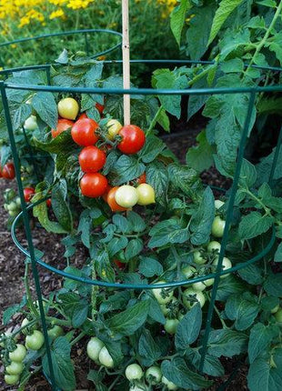 Tempting Tomatoes - Goodhearted
