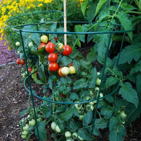 Tempting Tomatoes - Goodhearted