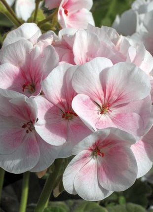 Maverick Appleblossom (Geranium)