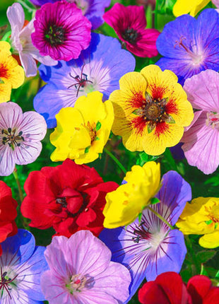 Colour Festival Mixture