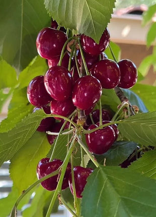 🍒Rainier Cherry Fruit Seeds(🌿99% Germination)
