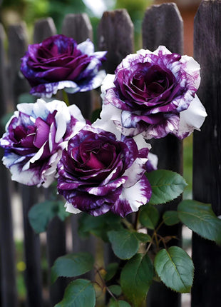 Rare Purple and White Twin Roses