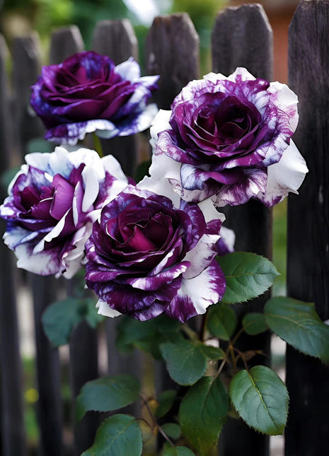 Rare Purple and White Twin Roses