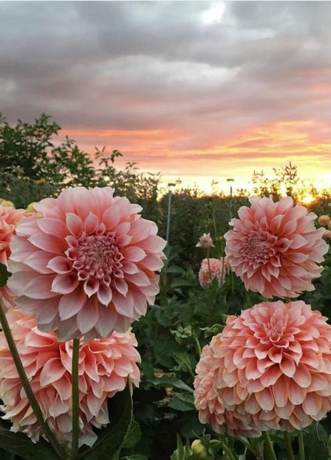 Dahlia Flower Seeds-Symbol Of Gorgeous