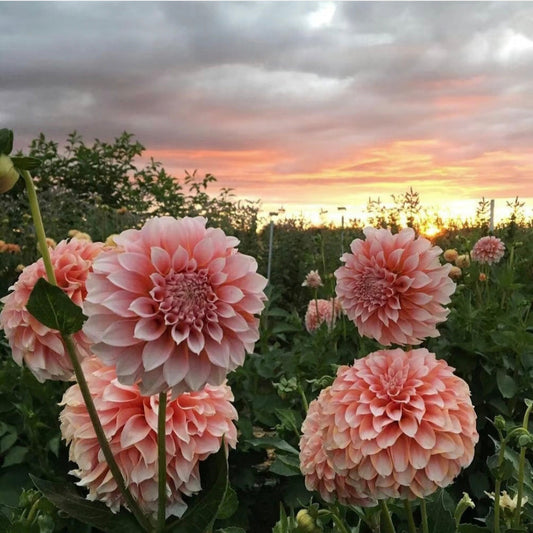 Dahlia Flower Seeds-Symbol Of Gorgeous