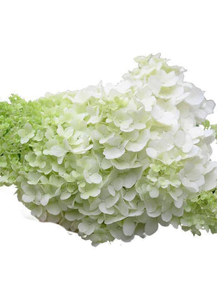 50/100Pcs Hydrangea Flowers Seeds Mixed Color Plants Home Garden Flower Seeds