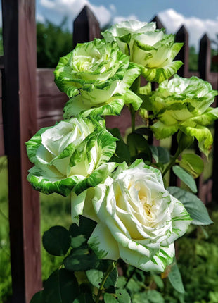 🤍Rare White and Green Twin Roses💚