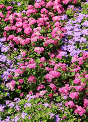 Ageratum Seeds—Heirloom Seed