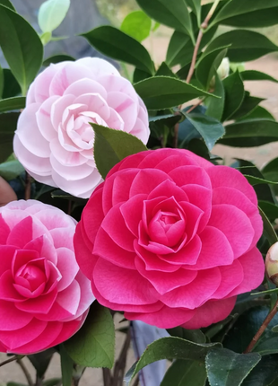 Five-color Red Camellia