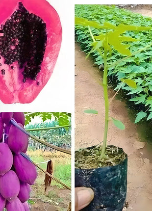 Organic Papaya Tree Seeds Heirloom Edible