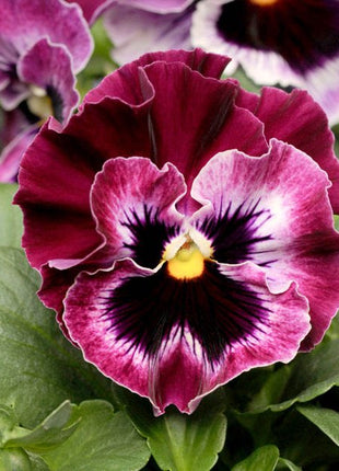 Pansy Seeds - Frizzle Sizzle Mix