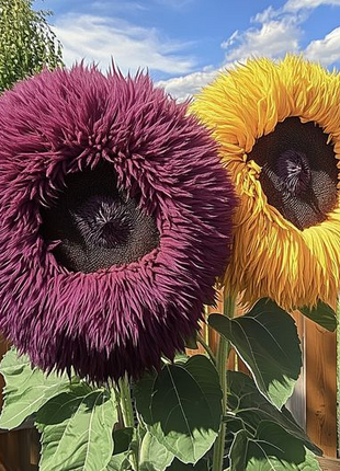Giant Teddy Bear Sunflower Seeds