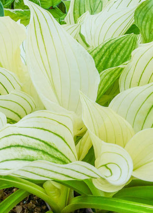 Improved White Feather Hosta Plants