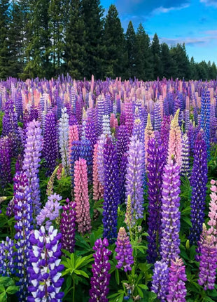 🌺Lupine Flower Seeds - Mother Flower