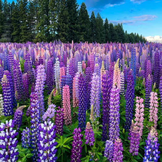 🌺Lupine Flower Seeds - Mother Flower
