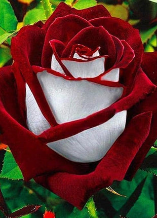 Rare Rose Seeds for Planting