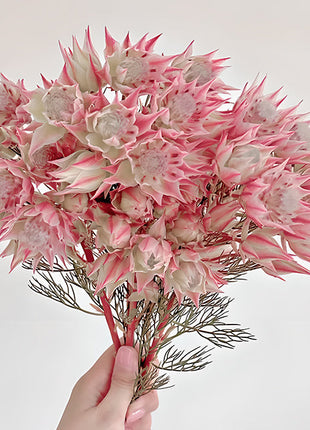 Rare Serruria florida Seeds - Blushing Bride