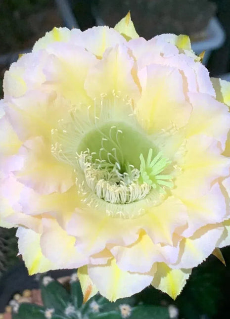 Flowering Echinopsis Cactus Species Mix🌵🌸