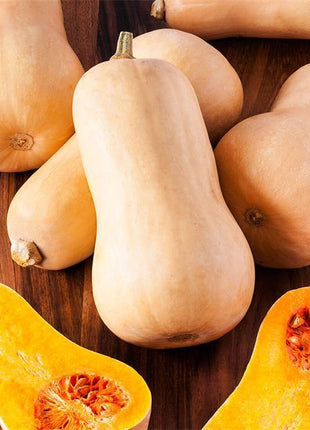 Squash Organic Seed