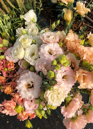 💐Lisianthus - A Sincere and Immutable Love