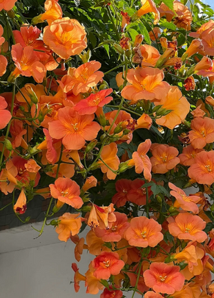 🧡Campsis Creeper - The First Choice In Summer