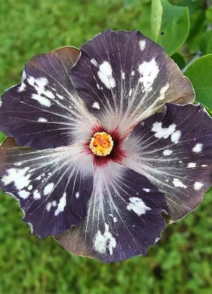 Mixed Giant Ombre Hibiscus Exotic Coral Flowers Seeds