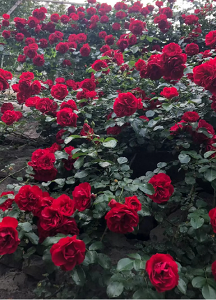 Garden Climbing Rose Flower Seeds