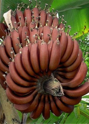 Drawf Banana Seeds