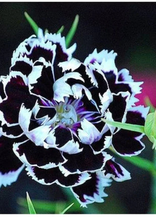 Dianthus Heddewigii Black White Carnation Flower Seed, Dianthus Flower, Natural, Non GMO, Heirloom
