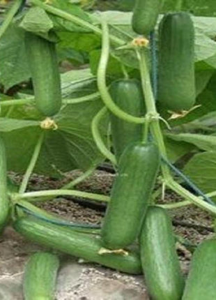 Thorn-less Mini Cucumber Seeds