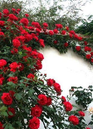 50pcs/Bag Climbing Rose Seeds