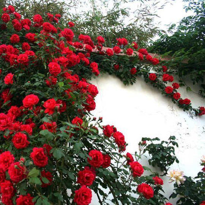 50pcs/Bag Climbing Rose Seeds