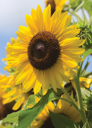 Multi-headed sunflower seeds