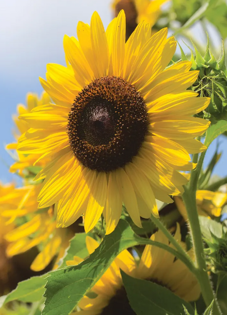 Multi-headed sunflower seeds