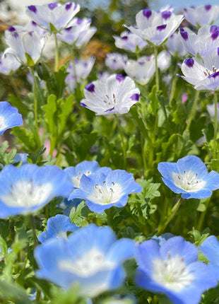 Baby Blue Eyes Seeds