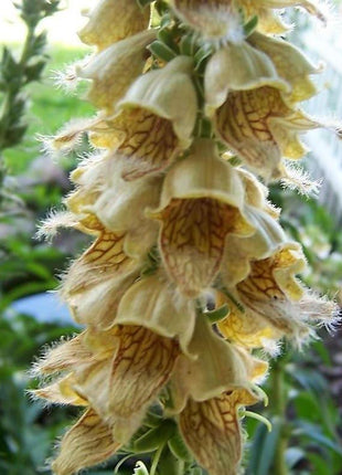 RUSTY FOXGLOVE Hummingbird Flower Digitalis Ferruginea Yellow Herald Seeds