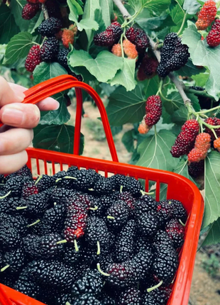 Black Mulberry Seeds