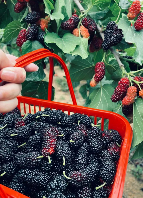 Black Mulberry Seeds