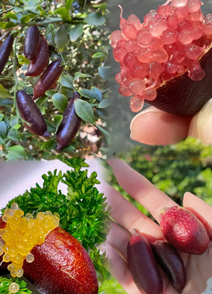 Finger Lime Seeds Lemon Caviar Seeds
