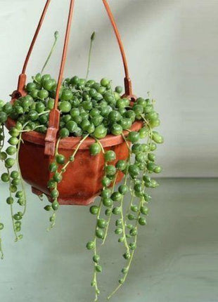 Pearl Chlorophytum Seeds