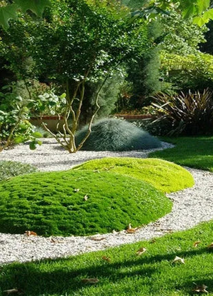 🌳Irish Moss Pearl Grass Seeds for Garden Yard Lawn